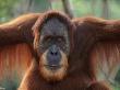 Orang Utan Portrait, Male, Gunung Leuser National Park, Indonesia by Anup Shah Limited Edition Pricing Art Print