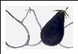 Aubergines by Nicolas Le Beuan Bã©Nic Limited Edition Print