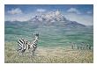 Zebra With Mountain In Background by Mark Hunt Limited Edition Pricing Art Print