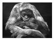 Meditating Monkey by Charlie Morey Limited Edition Print