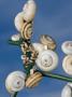 White-Shelled Snails On A Chain Link Fence Against The Sky, France by Stephen Sharnoff Limited Edition Print