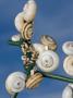 White-Shelled Snails On A Chain Link Fence Against The Sky, France by Stephen Sharnoff Limited Edition Pricing Art Print