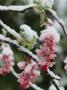 Wild Currant Blossoms Encased In Snow, Oregon by Sylvia Sharnoff Limited Edition Print