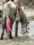 White Horse With Colorful Ribbons And Pack Blankets, In Lo Monthang, Mustang by Stephen Sharnoff Limited Edition Print