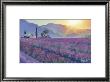 Sonnenaufgang Provence by Talantbek Chekirov Limited Edition Print