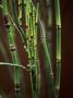 Several Bamboo Canes by David Loftus Limited Edition Pricing Art Print