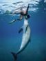Bottlenose Dolphin, Nuweiba, Egypt, Red Sea by Jeff Rotman Limited Edition Print