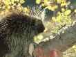 Porcupine, Erethizon Dorsatum Feeding On Rose Hips Montana by Alan And Sandy Carey Limited Edition Print