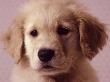 Golden Retriever Puppy By Wallpaper Background by Frank Siteman Limited Edition Pricing Art Print