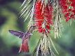 Rufous-Tailed Hummingbird, Feeding At An Introduced Australian Bottlebrush Tree, Costa Rica by Michael Fogden Limited Edition Print
