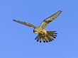 Kestrel, Female Hunting, Uk by David Tipling Limited Edition Print