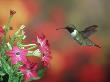 Ruby-Throated Hummingbird, Male, Illinois by Daybreak Imagery Limited Edition Print