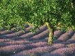 Lavender, With Walnut Tree, France by Alain Christof Limited Edition Print