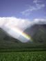 Rainbow In Sugar Cane Field by Mick Roessler Limited Edition Print