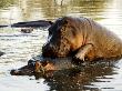 Hippopotamuses, Mating, Tanzania by Ariadne Van Zandbergen Limited Edition Print