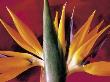 Bird Of Paradise Flower by Bill Whelan Limited Edition Pricing Art Print