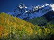 Aspen Trees, San Juan Mts, Colorado by David Carriere Limited Edition Print