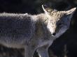 Coyote, South Rim Of Grand Canyon National Park, Az by Mark Newman Limited Edition Print