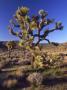 Joshua Tree, Joshua Tree National Park, Ca by David Carriere Limited Edition Pricing Art Print