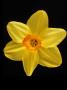 Blooming Perfect Daffodil by Fogstock Llc Limited Edition Print