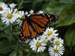 Monarch Butterfly On Daisies, Me by Todd Phillips Limited Edition Pricing Art Print