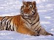 Siberian Tiger, Heilongiang Tiger Reserve, China by Ralph Reinhold Limited Edition Print