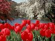 Tulips, Boston Public Garden, Ma by Alyx Kellington Limited Edition Print