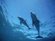 Mother And Calf Wild Bottlenose Dolphins by Jeff Rotman Limited Edition Print