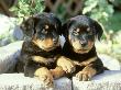 Rottweiler, Puppy Pair Relaxing by Alan And Sandy Carey Limited Edition Pricing Art Print