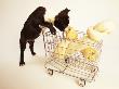 Boston Terrier Puppy Shopping For Bones by Fogstock Llc Limited Edition Print