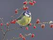 Blue Tit, Perched On Red Cotoneaster Berries, Scotland by Mark Hamblin Limited Edition Print