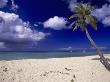 Palm Tree On La Grange Beach, St. Croix by Walter Bibikow Limited Edition Print