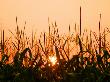 Cornfield At Sunrise by Timothy O'keefe Limited Edition Print