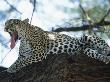 Leopard In Tree (Panthera Pardus), Mara, Kenya by Ralph Reinhold Limited Edition Print