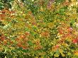 Acer Rubrum October Glory (Red Maple), November by Mark Bolton Limited Edition Print