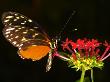 Tiger Longwing Butterfly At Rest On Flower, Kwazulu-Natal, South Africa by Roger De La Harpe Limited Edition Print