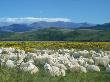 Sheep Grazing, New Zealand by Mick Roessler Limited Edition Print