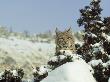Bobcat, Felis Rufus Montana by Alan And Sandy Carey Limited Edition Print