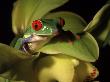 Tree Frog From Costa Rica, Agalychnis Callidryas by Frank Siteman Limited Edition Print