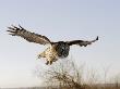 Great Grey Owl In Flight, Canada by Robert Servranckx Limited Edition Print