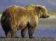 Grizzly Bear, Adult In Shallow Water, Alaska by Mark Hamblin Limited Edition Print