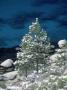 Snow Covered Evergreens, Lake Tahoe, Nv by Bill Melton Limited Edition Print