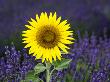 Sunflower (Helianthus Annuus) Amongst Lavender (Lavendula Species), France by Alain Christof Limited Edition Print