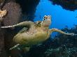 Green Sea Turtle, Sipidan, Malaysia by David B. Fleetham Limited Edition Print