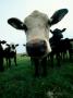 Close-Up Of A Cow's Nose by Fogstock Llc Limited Edition Pricing Art Print