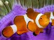 Clown Anemonefish, Mabul Island, Malaysia by David B. Fleetham Limited Edition Print