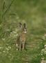 Brown Hare, Leveret Feeding On Grass, Scotland by Mark Hamblin Limited Edition Print