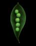 Garden Pea by Harold Feinstein Limited Edition Pricing Art Print