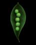 Garden Pea by Harold Feinstein Limited Edition Print