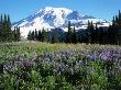 Wildflowers In Field, Mount Rainier National Park, Wa by Mark Windom Limited Edition Pricing Art Print